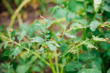Colorado potato beetle - Leptinotarsa decemlineata on potato bushes. Pest of plants and agriculture. Treatment with pesticides. Insects are pests that damage plants.