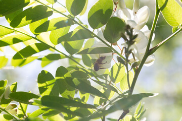une abeille butinant une fleur