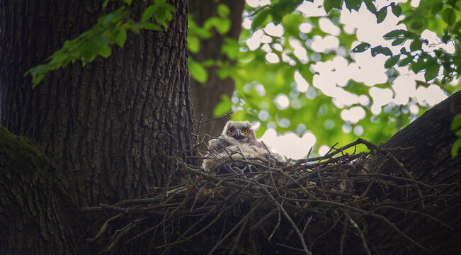 A great Eurasian Eagle Owl Bubo Bubo bustard chick sits in a nest and waits for its parents to catch it.
