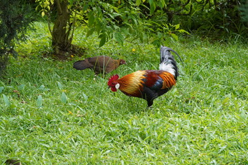 pretty rooster | Red Junglefowl | Gallus gallus | 红原鸡|rooster in the grass