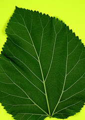 close-up green leaf on the yellow background