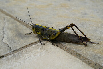 grasshopper on the ground|grasshopper on the ground|蝗蟲