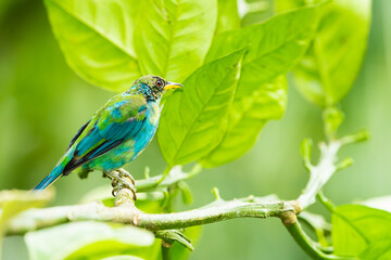 Green Honeycreeper Tanager