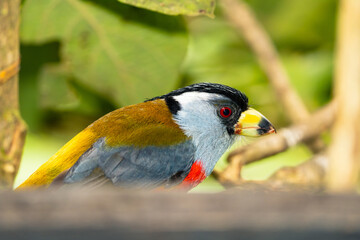 Toucan Barbet