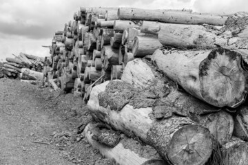 Grayscale shot beautiful view of stack of sawn spruce wood