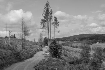 Grayscale shot spruce forest destroyed by bark beetle and storm