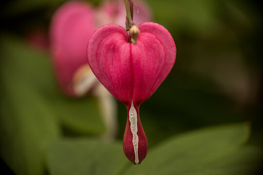 Heart shape flowe