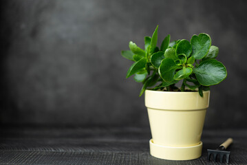 A kalanchoe houseplant with big green leaves in a yellow ceramic pot