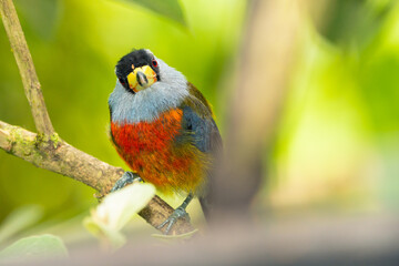 Toucan Barbet