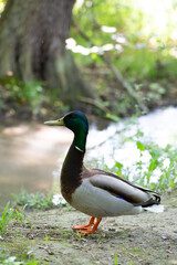 Un canard au bord de la rivière
