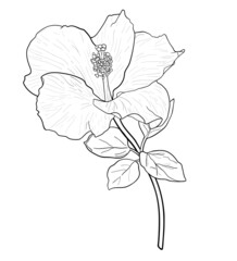 Drawing of Hibiscus flower.