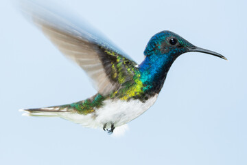 White-necked Jacobin