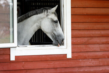 Close-up of a white horse looking out from his stall window. Horizontal photo, there is free space for text.