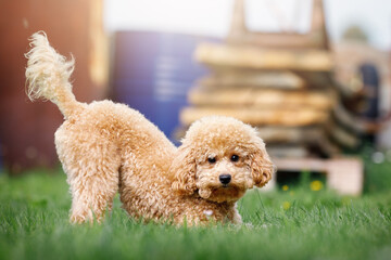 A small peach color puppy romp in the yard on the grass. - obrazy, fototapety, plakaty