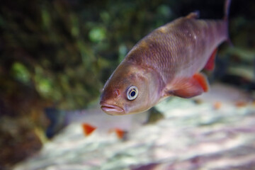 The european chub (Squalius cephalus) in the clean green water.