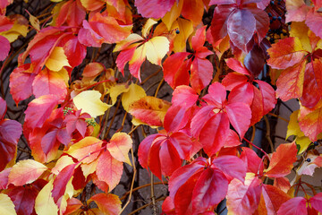 Autumn leaves of red Virginia creeper (Parthenocissus quinquefolia). Close up. Selective focus
