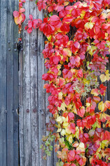 Beautiful plant with red autumn leaves on wooden board fence. There is free space for text in the image.