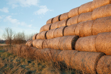 Dry baled hay bales stack, rural countryside straw background. Hay bales straw storage shed full of...