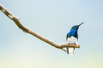 White-necked Jacobin