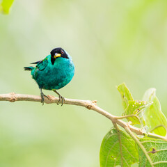 Green Honeycreeper Tanager