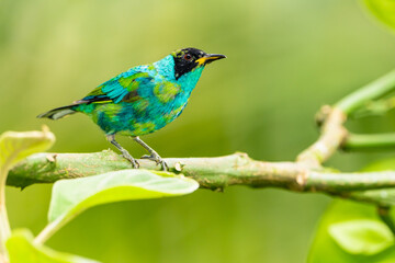 Obraz premium Green Honeycreeper Tanager