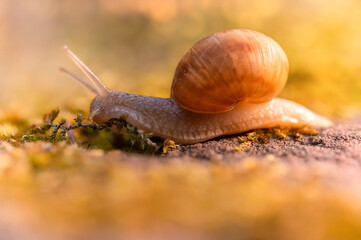 Steinschnecke