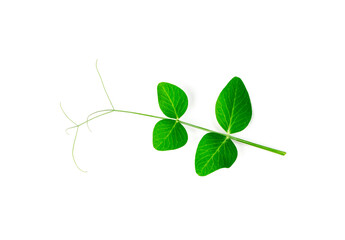 Pea Leaf Isolated