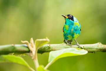 Fototapeta premium Green Honeycreeper Tanager