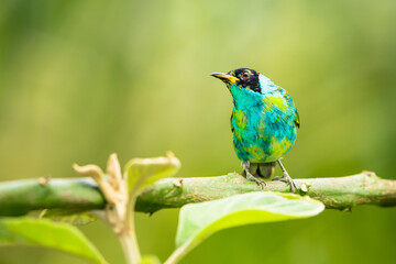 Green Honeycreeper Tanager