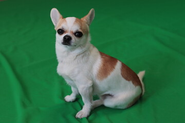 Dog, cute boy of white-red color, chihuahua breed on a green background, chromakey.