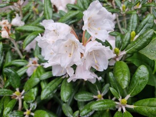 white flowers in the garden