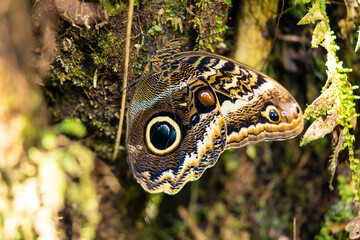 Owl Butterfly