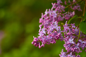 Branches of lilacs with a blurred green background.
