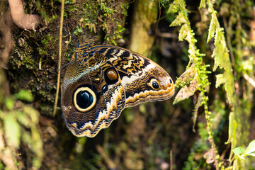 Owl Butterfly
