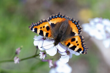 Kleiner Fuchs Schmetterling an weißer Blüte