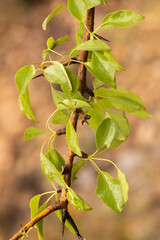 Pyrus bourgaeana wild pear flowers and spring leaves on a natural background of orange brown cloudy day with soft light