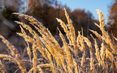 Fototapeta premium Autumn landscape. Spikelets of tall dry golden grass are covered with frost on a sunny day. Calmness