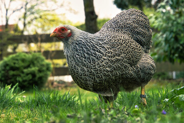 running chicken