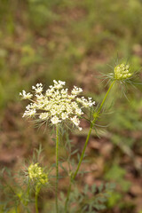 wild carrot Queen Anne's lace
