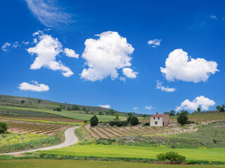 Landscape with vineyard in the province of Segovia in Spain.
