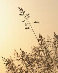 夕陽を浴びるオオスズメノカタビラ / Poa trivialis bathing in the setting sun