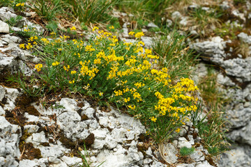 Hufeinsenklee (Hippocrepis comosa) begegnet auf der Schwäbischen Alb