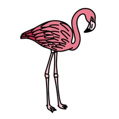 Cartoon flamingo illustration on white background 
