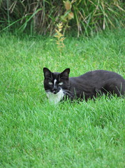 Cat on the grass outdoors.
