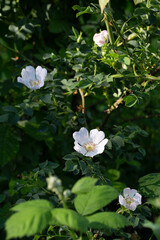 Rosa Canina