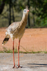Pássaro Seriema caminhando em fazenda procurando comida. Família de aves Cariamidae. As seriemas são aves territoriais grandes, de pernas e pescoços longos.