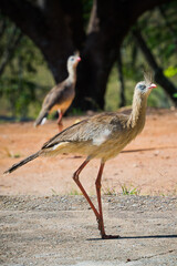 Pássaro Seriema caminhando em fazenda procurando comida. Família de aves Cariamidae. As seriemas são aves territoriais grandes, de pernas e pescoços longos.