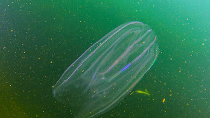 Ctenophores, comb invader to the Black Sea, jellyfish Mnemiopsis leidy. Black Sea © Oleg Kovtun