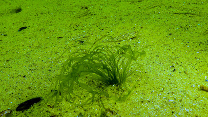 Algae of the Black Sea. Green algae (Ulva, Enteromorpha) on the seabed in the Black Sea - obrazy, fototapety, plakaty