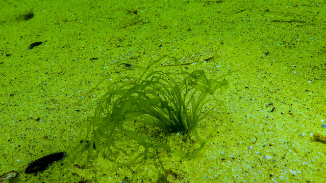 Algae of the Black Sea. Green algae (Ulva, Enteromorpha) on the seabed in the Black Sea